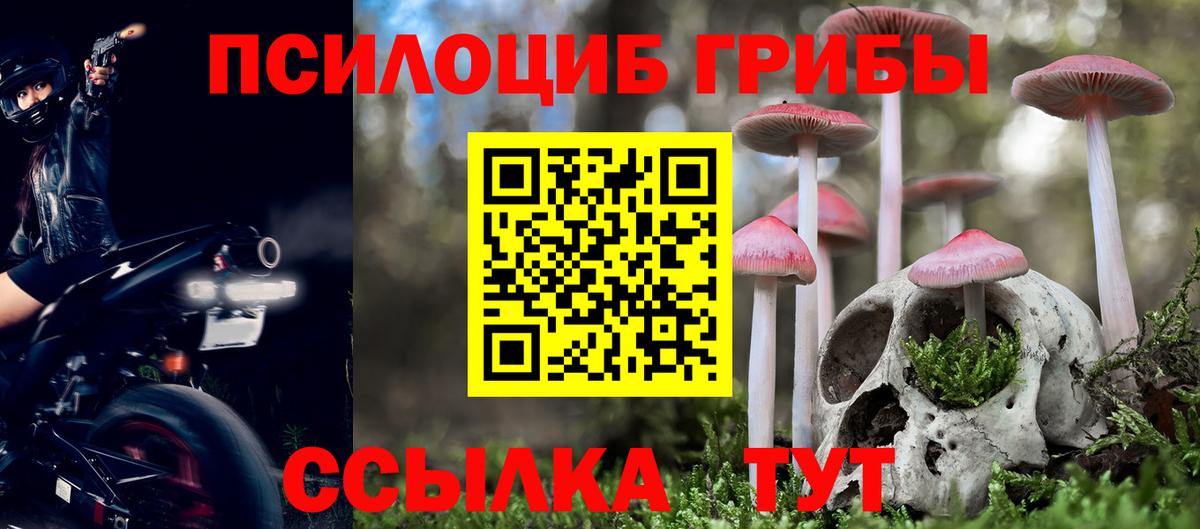 Псилоцибиновые грибы Cubensis Вологда